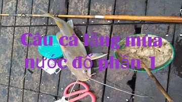 Câu cá lăng mùa nước đổ phần 1
