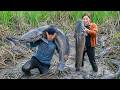Harvesting Giant Catfish in Abandoned Swamps, Making Spicy Fish Soup | Natural Survival Food