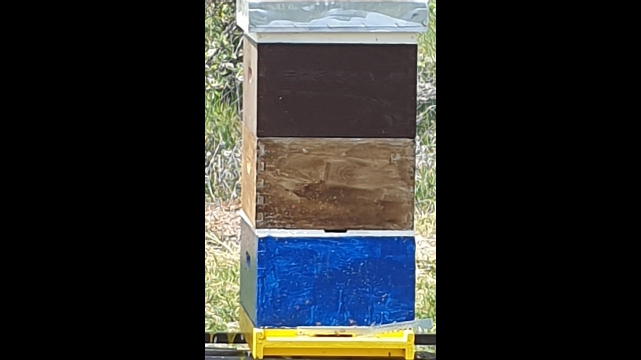 kako spremiti pcelinje drustvo za bagremovu pasu- how to save bee society for acacia graze