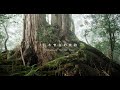 Cicada  ??????? Remains of Ancient Trees (Official MV)