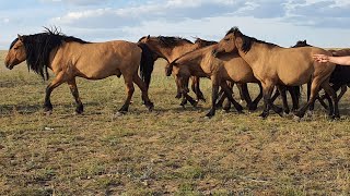 Мугалжар жылкысы/ Мугалжар айгырлар / Horses MZ