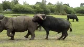 Horny waterbuffalo playing doctor with a rhino. :D