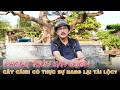 Giải Đáp Về Phong Thủy Sân Vườn: Cây Cảnh Có Thực Sự Mang Lại Tài Lộc? | Trần Hiền Lão Nông