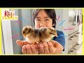 Ryan's Pet Chicks Names Reveal!!!