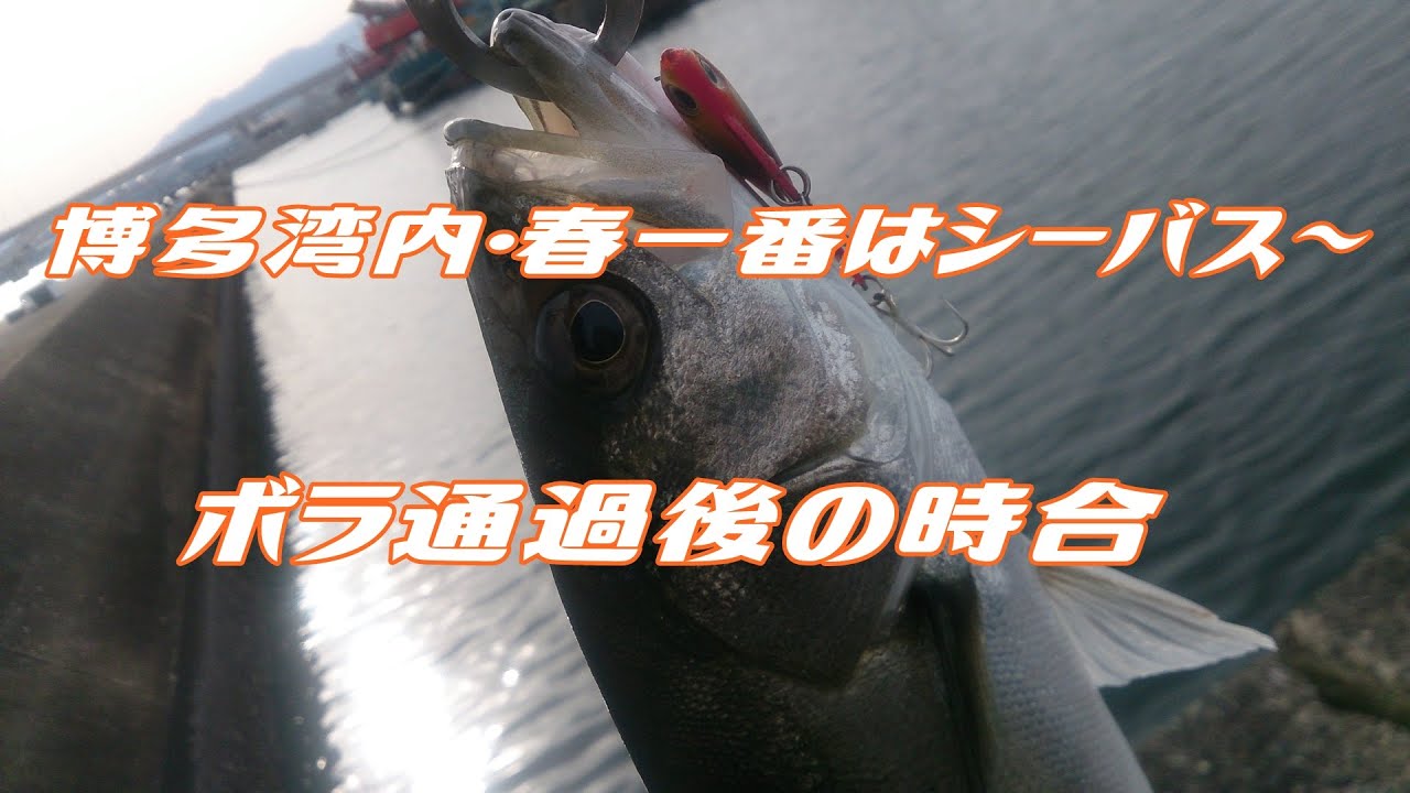 湾内の春一番はシーバスから 釣りたいドットコム