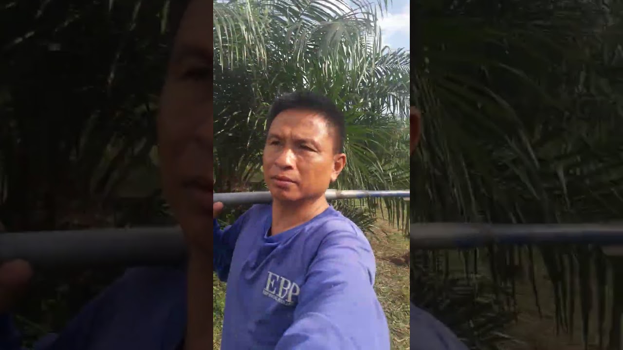 ตัดหญ้าสวนปาล์มเราก็จะสะอาดสบายตาเยอะ