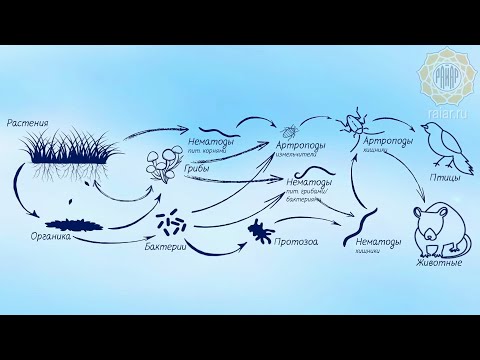 Тайна природы РАСКРЫТА! Роль микробиологии в почве ясна.
