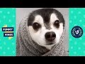 TRY NOT TO LAUGH - New Year, New Funny Animals!