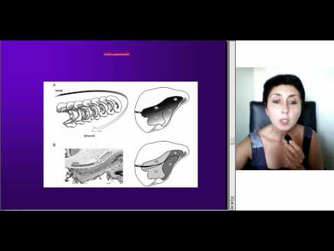 ჰიპოკამპალური ფორმაცია და მისი პროექციები, ლექცია3, ნაწილი3, ეკა ლეფსვერიძე, M005 2 05093