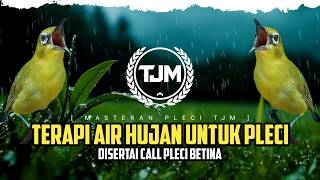 🔴 LIVE Terapi Pleci Suara Air Hujan   Suara Pleci Betina  !!!
