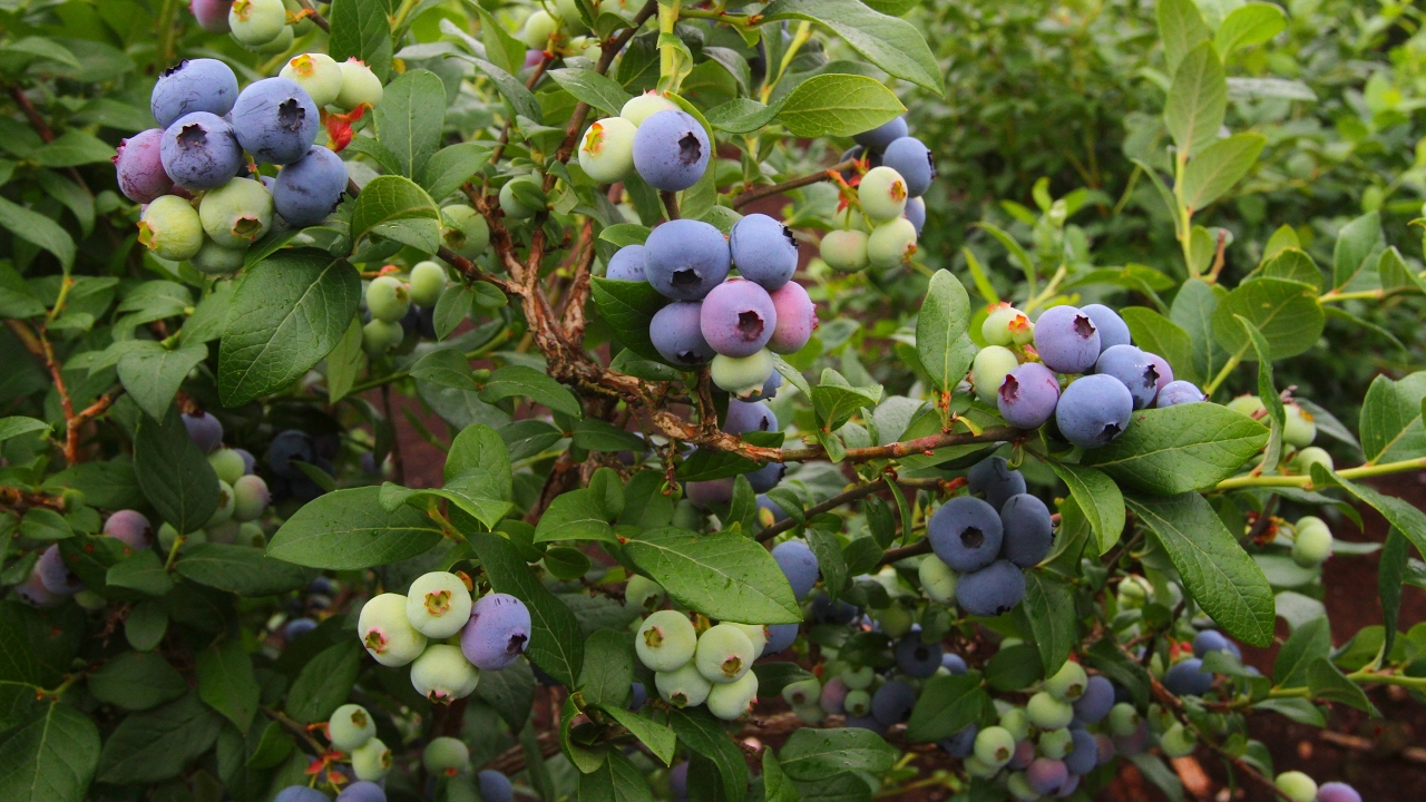 Šilauogių derlius džiugins, jei laikysitės šių patarimų
