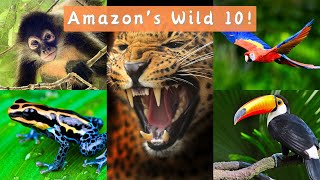 Amazon Rainforest: 10 Astonishing Animals