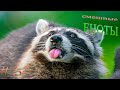 Подборка видео приколов выпуск 5. ЕНОТЫ.  Compilation funny videos with Raccoons №5