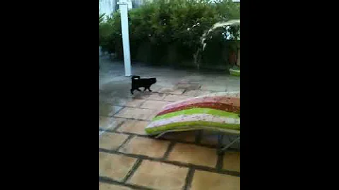 Video 5652831: exotic shorthair black, exoticshorthair