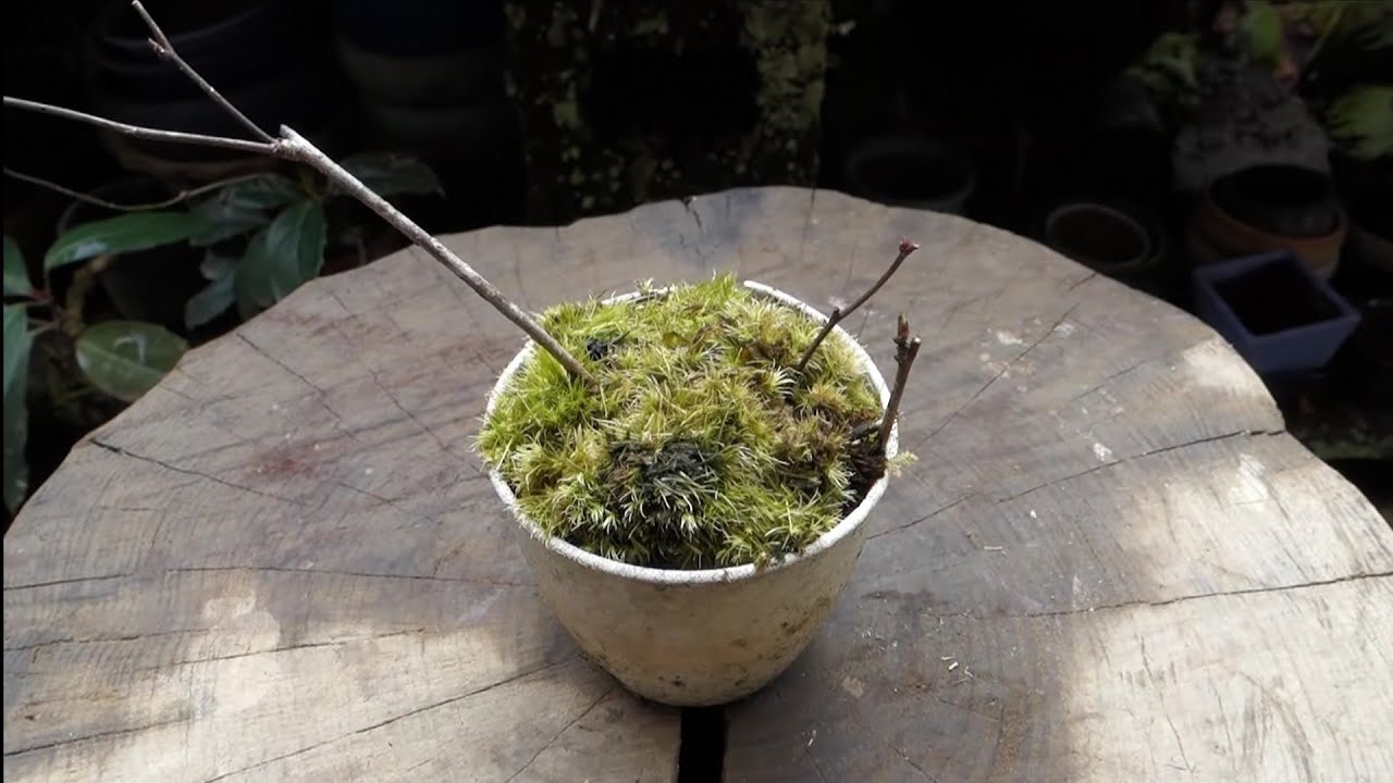 Bonsai diary】 ♯178 山採りその後…三つ葉アケビ① - YouTube