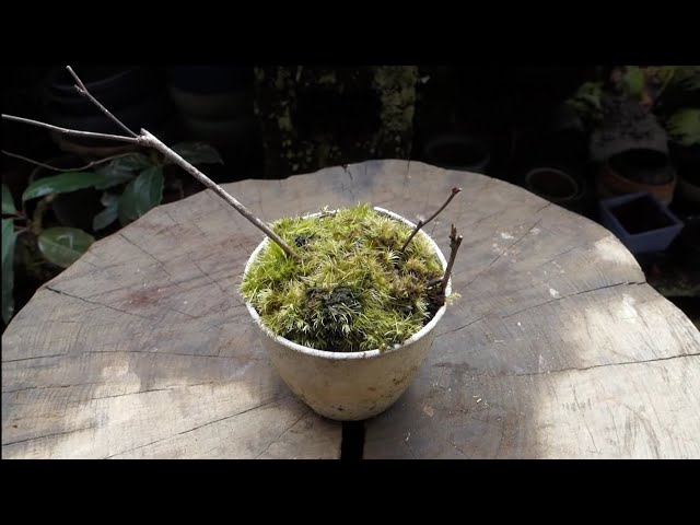 Bonsai diary】 ♯178 山採りその後…三つ葉アケビ① - YouTube