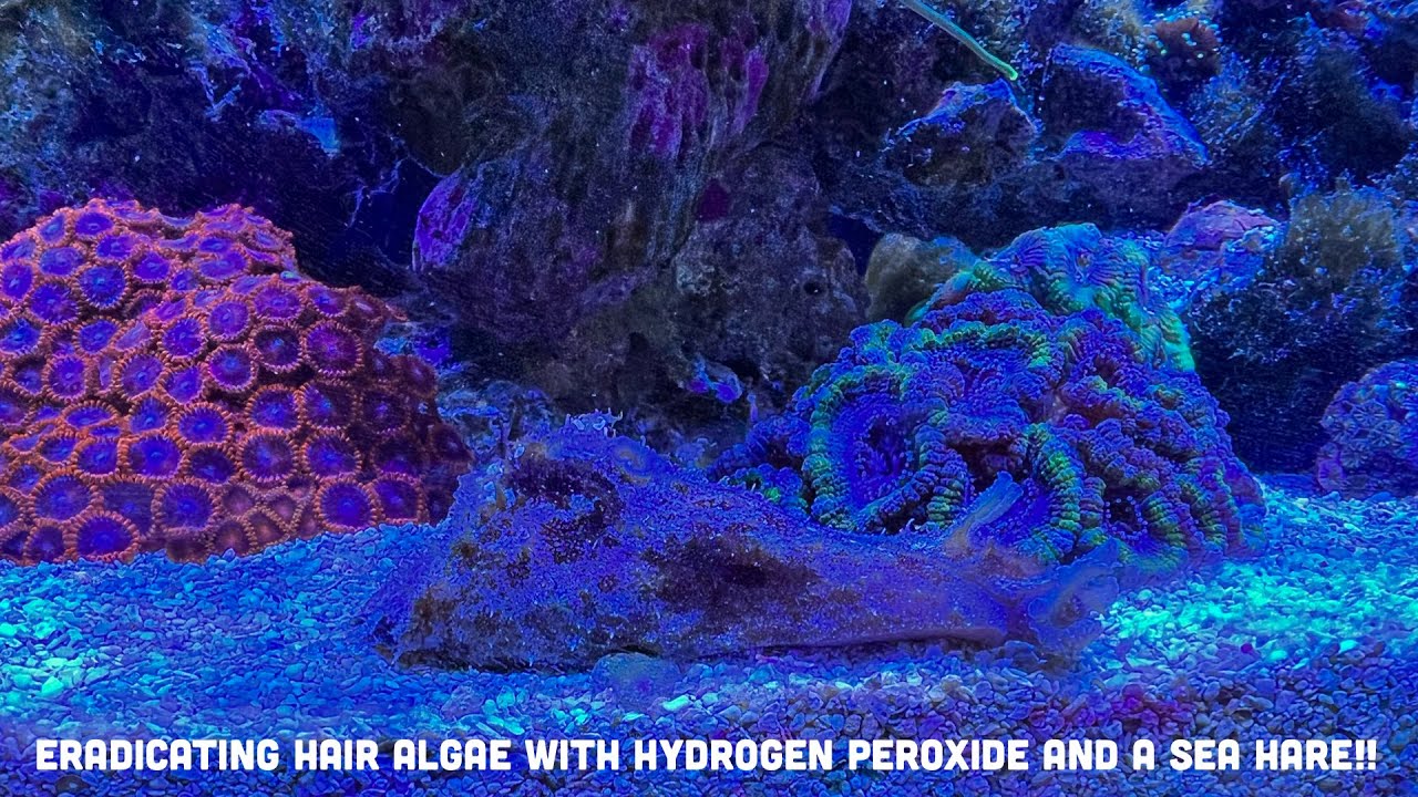 Green hair algae removal with two secret weapons YouTube