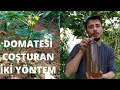 Bu Yöntemler ile Domatesin Verimini %100 Arttırın🍅