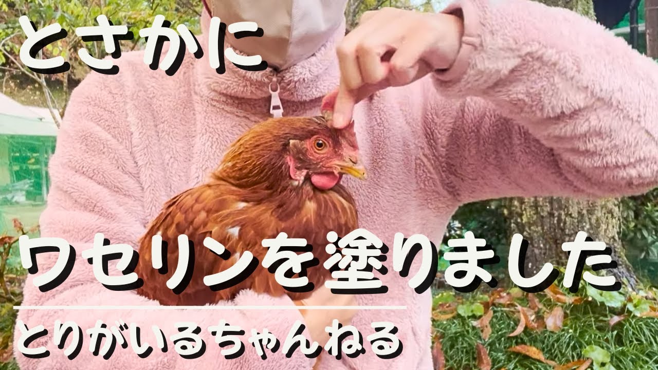 第22羽 にわとりのとさかにワセリンを塗りました#ニワトリ #とりがいる - YouTube