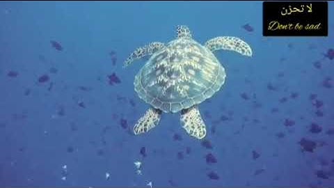 🕌سورة هود بصوت يريح القلب ❤ A voice to treat stress and the most beautiful sea creatures ❤the Quran