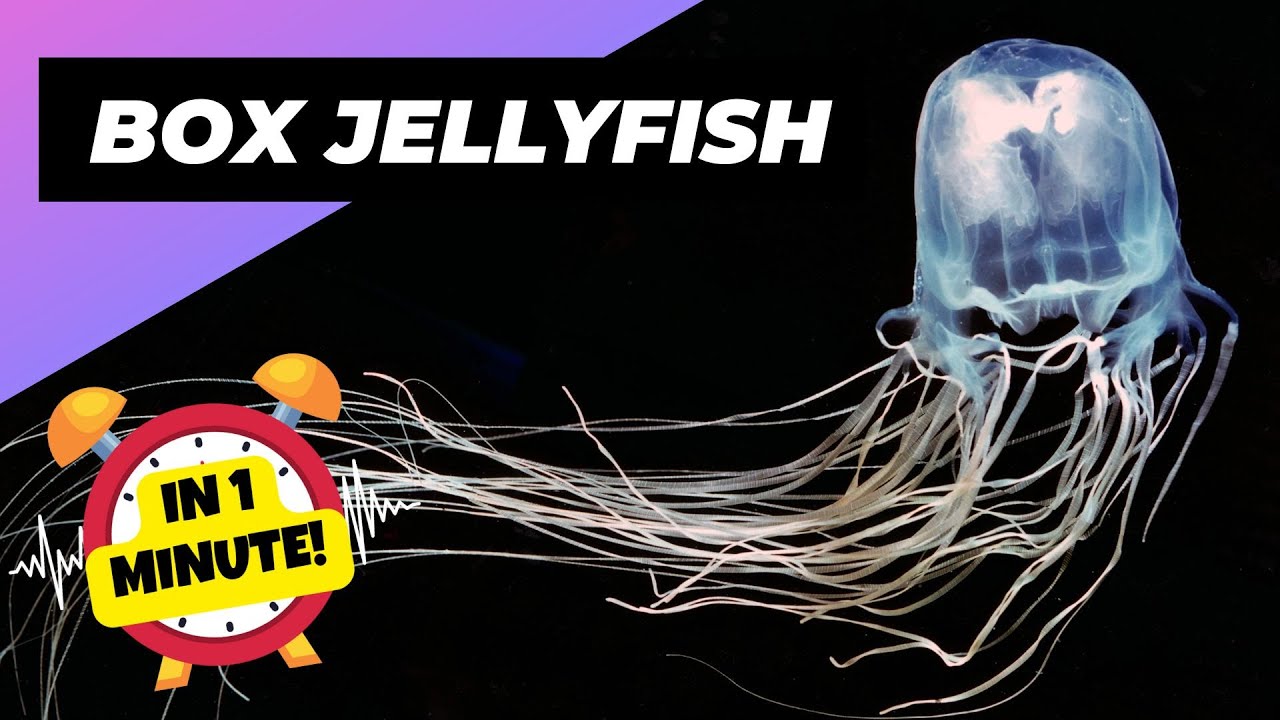 Australian Box Jellyfish Size Comparison