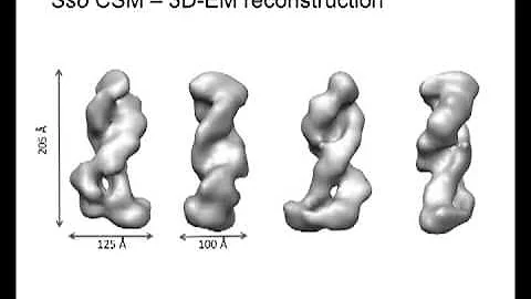 'Structural studies of CRISPR complexes in Sulfolobus solfataricus'  by Laura Spagnolo - DayDayNews