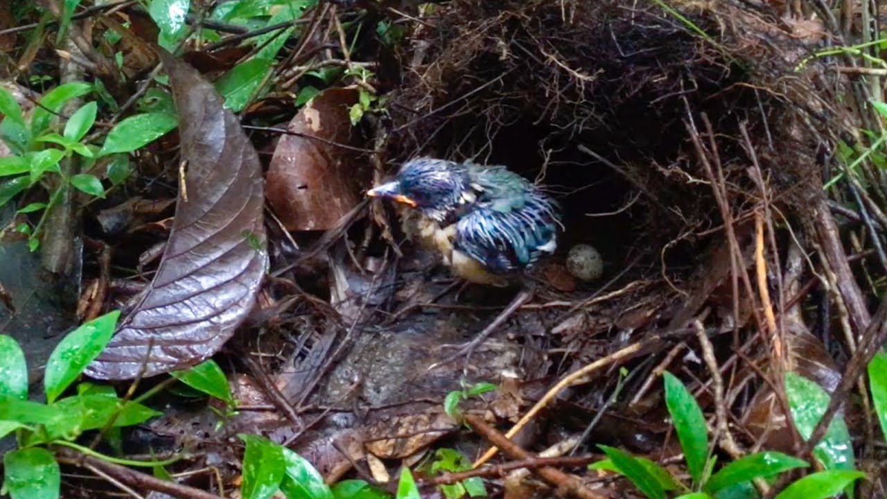 ⁣Baby Bird Decides to Leave the Nest on a Rainy Day (last day) – Blue-winged Pitta's Nest (Ep49)