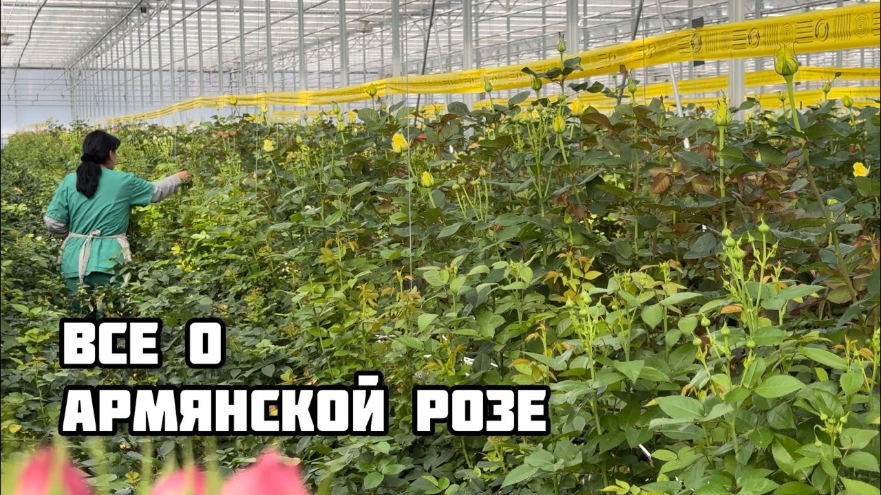 Плантация роз в Армении