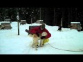 Snow blades  dogsledding