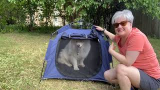 The Ultimate Pet Play Tent Has How Much Space?!!! by Yeti’s Place 260 views 8 months ago 3 minutes, 58 seconds