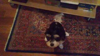 Dancing Dogs! by JoshWillTravel AdventureScope 24 views 4 years ago 1 minute, 5 seconds