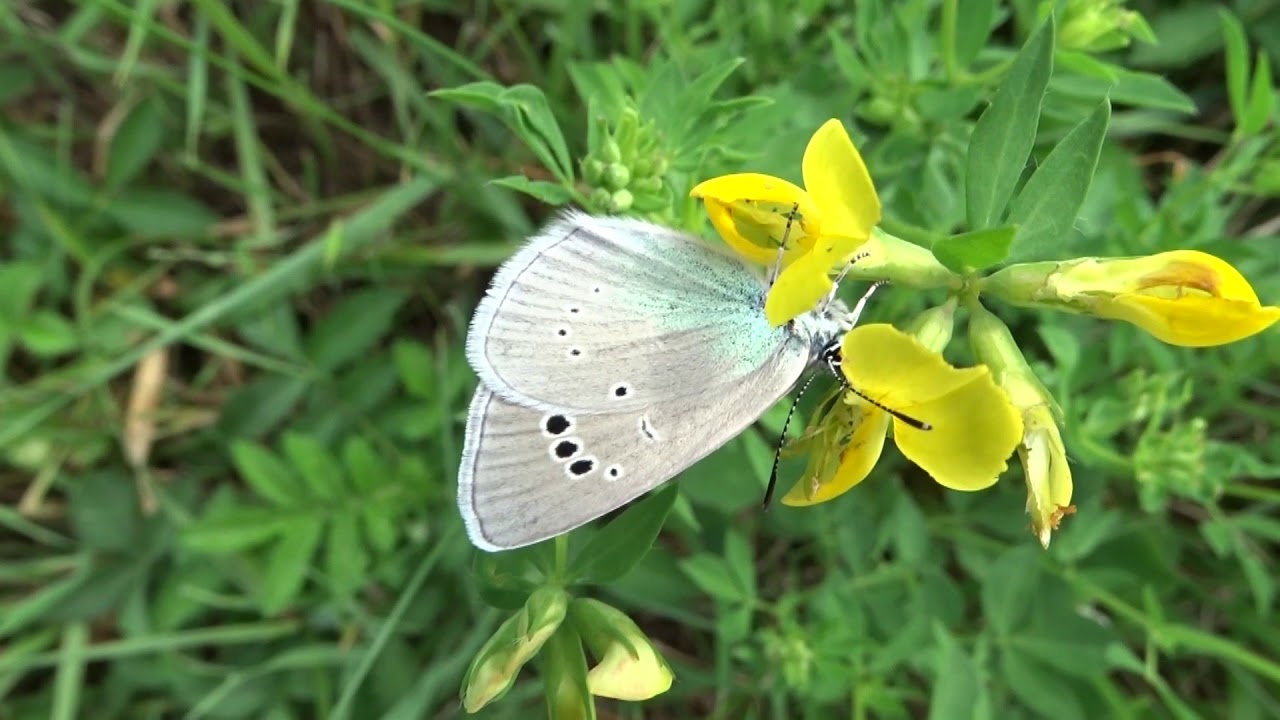Green-underside Blue - Glaucopsyche alexis - female in our garden
