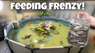 3000 Gallon Saler Pond Feeding Frenzy Epic
