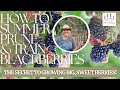 How to summer prune  train blackberries