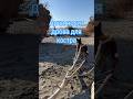 Арчи приносит дрова для костра #абхазия #абхазияотдых #собака