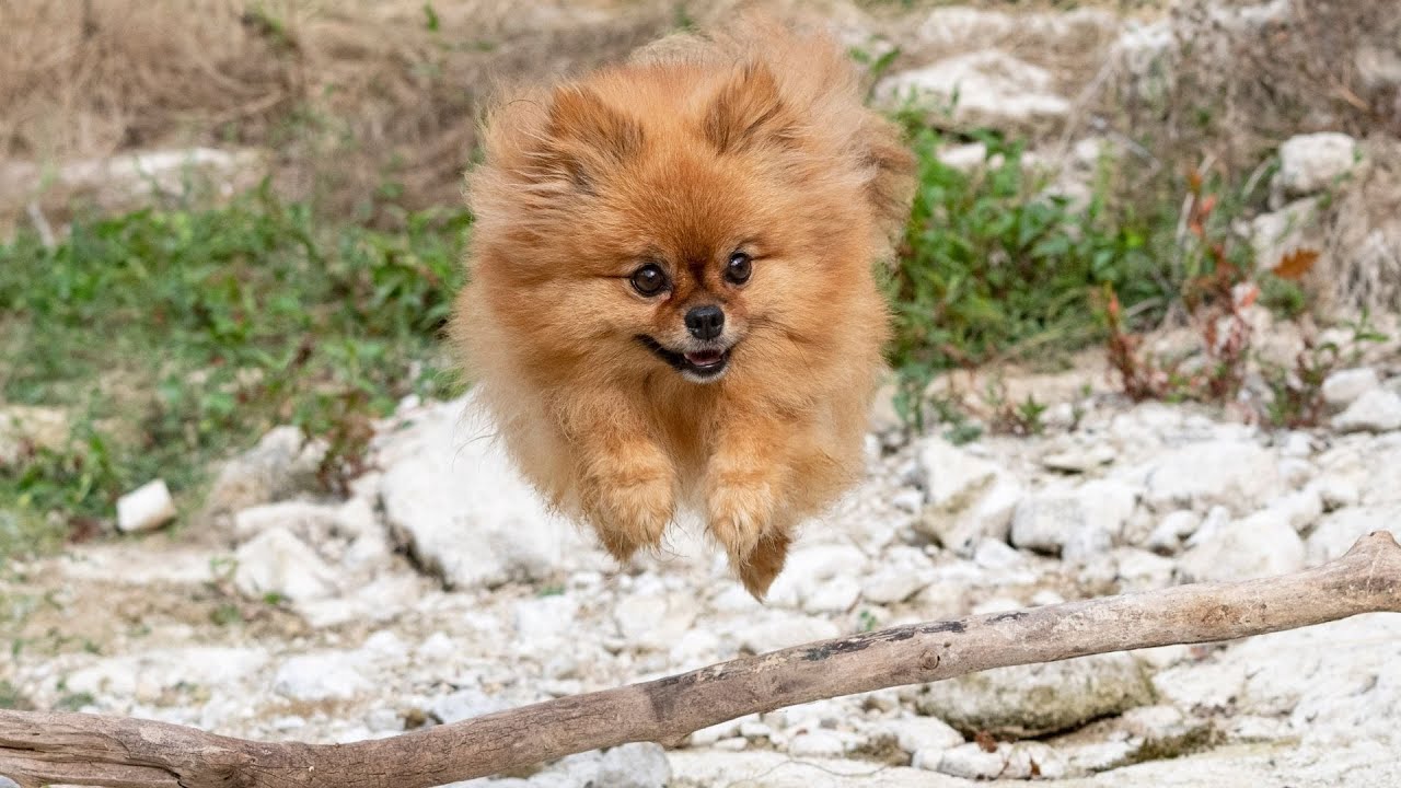 Pomeranian vs  Other Toy Breeds Which One Is Right for You?