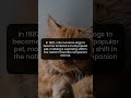 In 1987 cats rose above dogs and changed America’s pet history