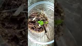 Bunga kertas atau bugenvil #shortvideo #tanamanhias #stek #trending