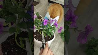 Сделайте с ПЕТУНИЕЙ ТАК ОБЯЗАТЕЛЬНО! Петуния будет пышный цветущий шар!