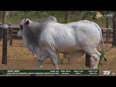 Nelore Cometa | 17º Leilão | Touros | Lote 93