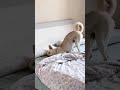How does your dog sleep? #usa #tiktok #fypシ #puppy #dog... #Shorts #yedda.catharine