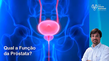 Qual é o formato da próstata?