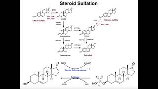 Sulfation of Steroids by Sulfotransferases [DHEA & Estrone]