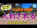 【ハワイ治安悪化！】ワイキキで刃物により人刺される【カラカウア通り】