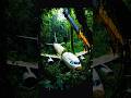 Airbus A320 Restoration ASMR | From Jungle Wreck to Painted #trending