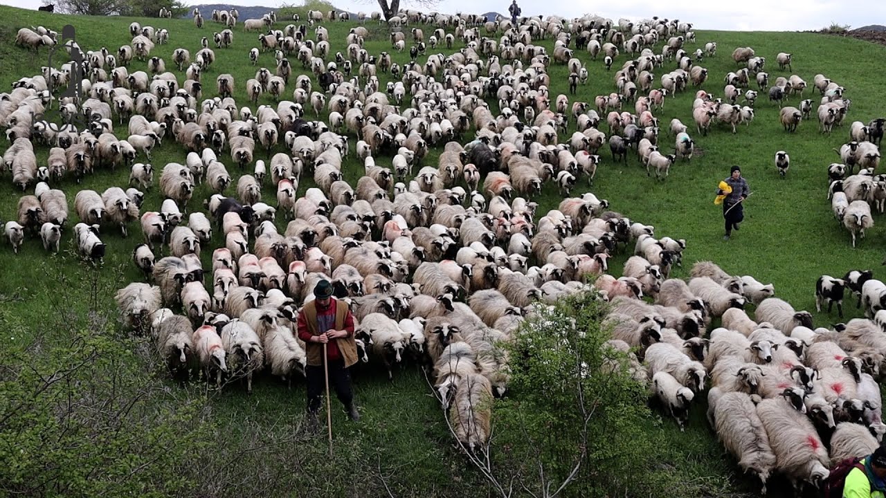 ÎMPREUNATUL OILOR LA STÂNA FRAȚILOR COTU și MUTAREA ÎNTR-O PĂȘUNE NOUĂ | SEPARAREA MIEILOR DE OI