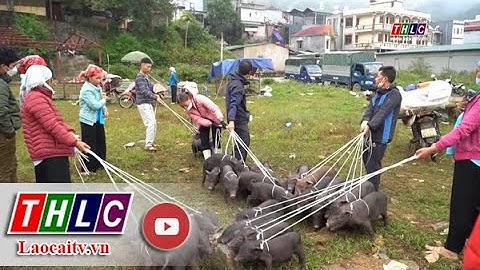 Phim tài liệu: Nét đẹp chợ phiên Mường Khương (3/12/2022) | THLC