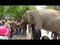 Unbelievable Smart Elephant Receives Money from People | Tamao Mountains Zoo