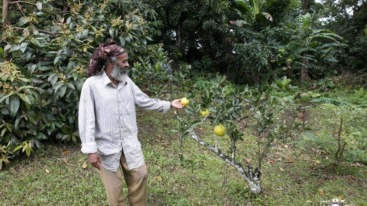 Broad Meadows Organic Farm Dominica YouTube