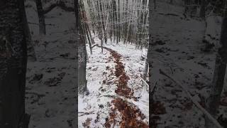 Nemački Lovni Terijer Na Tragu Divljih Svinja